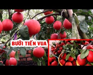 BƯỞI ĐỎ LUẬN VĂN (BƯỞI TIẾN VUA) – BƯỞI THỜ TẾT