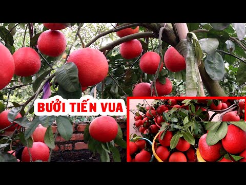 BƯỞI ĐỎ LUẬN VĂN (BƯỞI TIẾN VUA) – BƯỞI THỜ TẾT