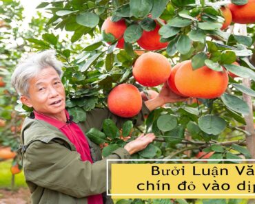 Bưởi Luận Văn chín đỏ vào dịp tết I Dương Cây Cảnh