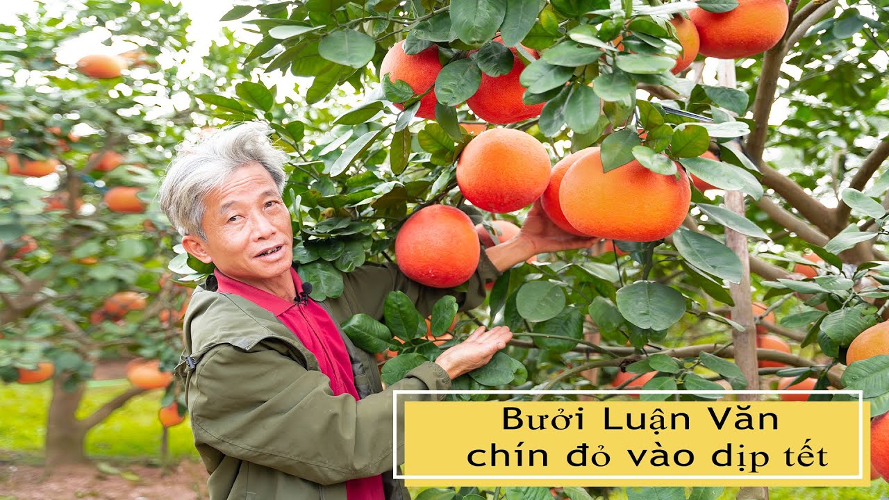 Bưởi Luận Văn chín đỏ vào dịp tết I Dương Cây Cảnh