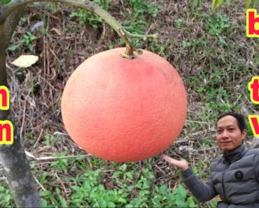 Bưởi đỏ tiến vua (bưởi đỏ Luận Văn) ăn và cảm nhận || bưởi Rỏn || 0989928949