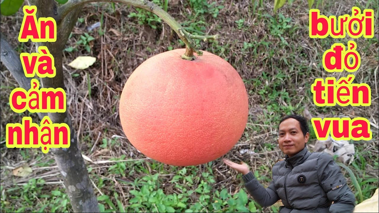 Bưởi đỏ tiến vua (bưởi đỏ Luận Văn) ăn và cảm nhận || bưởi Rỏn || 0989928949