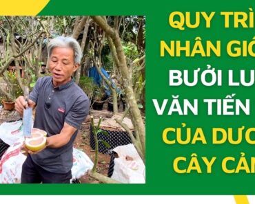 Quy trình nhân giống bưởi Luận Văn Tiến Vua của Dương Cây Cảnh