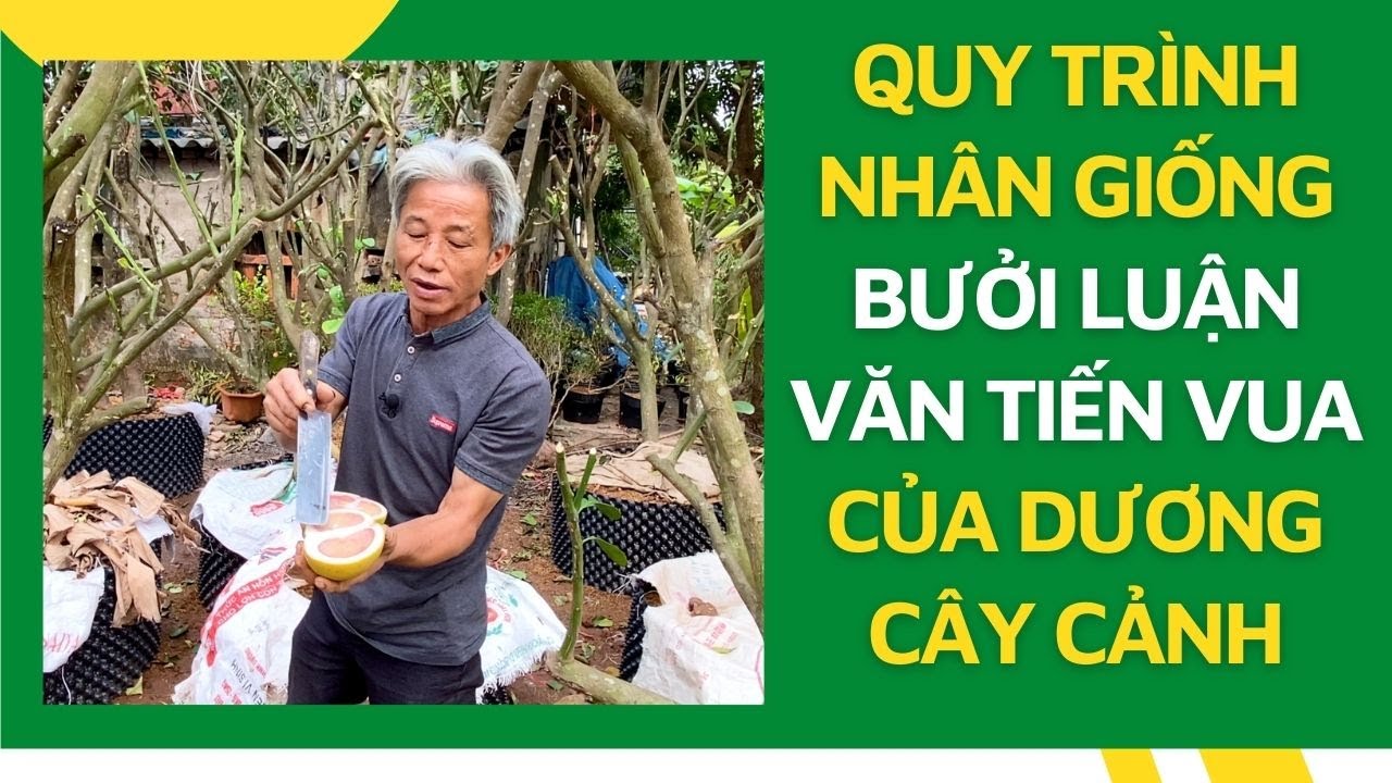 Quy trình nhân giống bưởi Luận Văn Tiến Vua của Dương Cây Cảnh