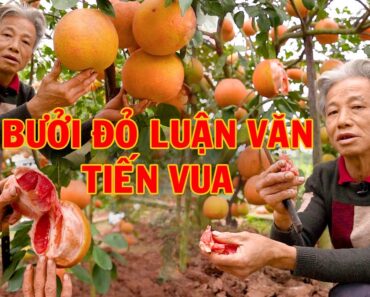 Vườn bưởi Luận Văn "rực lửa" đón Tết 2022 I Dương Cây Cảnh