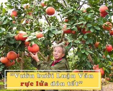 Vườn bưởi Luận Văn "rực lửa" đón Tết I Dương Cây Cảnh