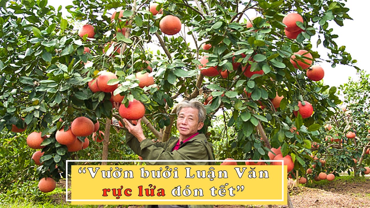 Vườn bưởi Luận Văn "rực lửa" đón Tết I Dương Cây Cảnh