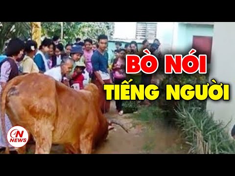 rùng mình thái nguyên con bò cÓ trÁi tim ngƯỜi biết quỳ lạy vái ông