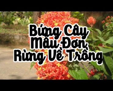 Cách Bứng Cây Hoa Mẫu Đơn Rừng Về Trồng