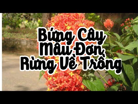 Cách Bứng Cây Hoa Mẫu Đơn Rừng Về Trồng