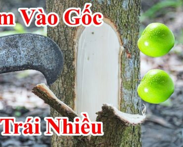 Cách Làm Cho Cây Ra Nhiều Trái Ngày Mùng 5 Tháng 5 / Cây Trồng Lâu Năm Không Ra Trái Tết Diệt Sâu Bọ