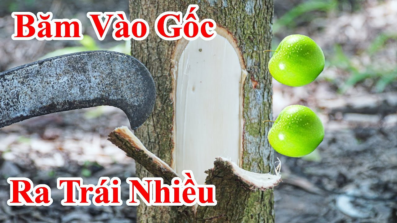 Cách Làm Cho Cây Ra Nhiều Trái Ngày Mùng 5 Tháng 5 / Cây Trồng Lâu Năm Không Ra Trái Tết Diệt Sâu Bọ