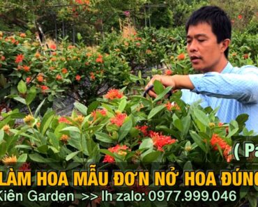 Cách làm cây hoa mẫu đơn nở đúng tết ( part 1 )  – Trung kiên garden, zalo: 0977.999.046