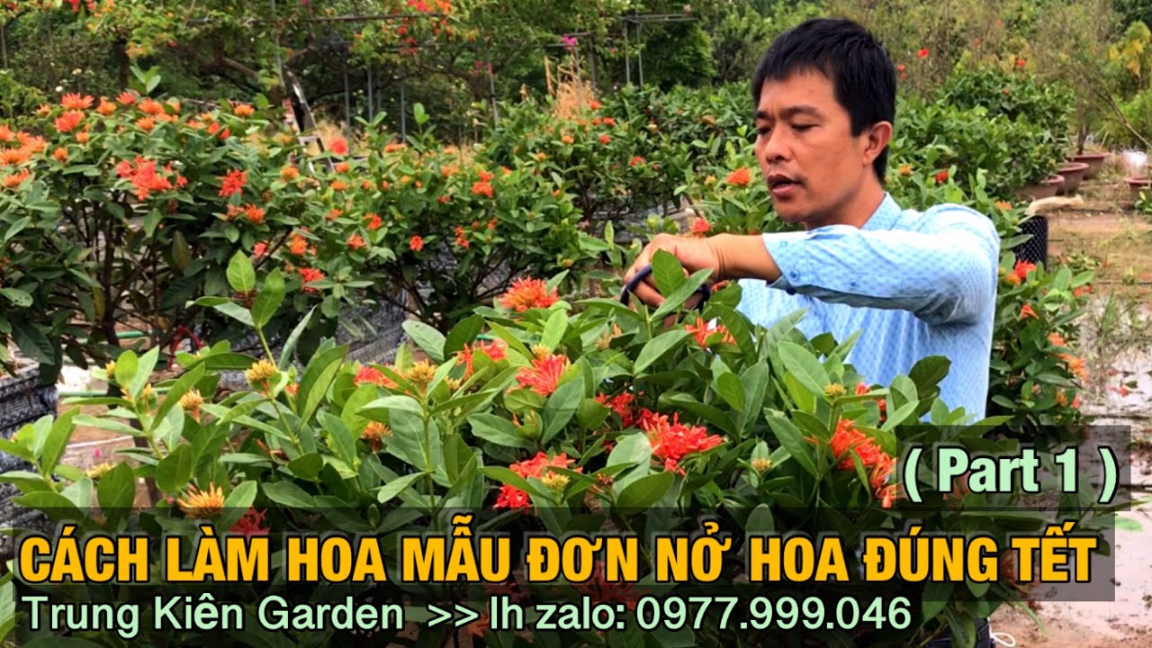 Cách làm cây hoa mẫu đơn nở đúng tết ( part 1 )  – Trung kiên garden, zalo: 0977.999.046