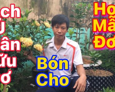 Cách ủ phân hữu cơ bón cho hoa mẫu đơn@Bông Trang AG