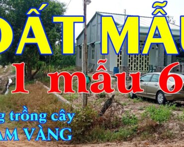 Đất Mẫu Tây Ninh | Đang Trồng Cây Lập Vườn Chỉ Cách Nhựa 500M | Nhà Đất Giá Rẻ Tây Ninh