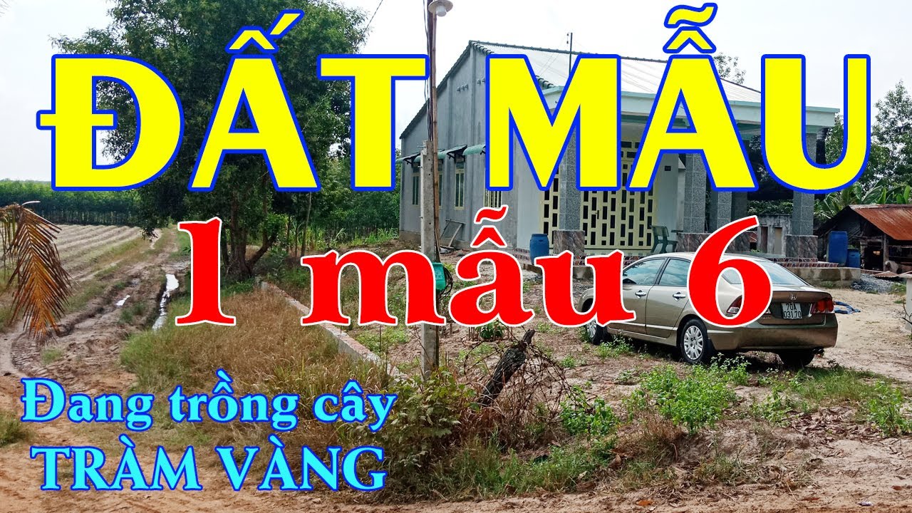 Đất Mẫu Tây Ninh | Đang Trồng Cây Lập Vườn Chỉ Cách Nhựa 500M | Nhà Đất Giá Rẻ Tây Ninh