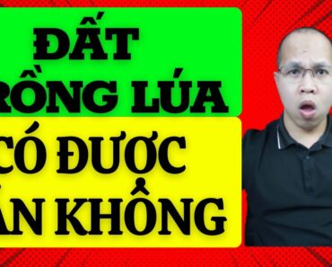 Đất trồng lúa có được chuyển nhượng không. Mua bán đất nông nghiệp