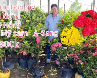 Gl báo giá mẫu đơn Mỹ Hồng,vàng pháp, Mỹ cam,đỏ nhung…/☎️ 0907484316.A-Sang