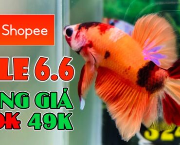 SALE 6.6 – 60K Giảm Giá Còn 49K – Tổng Hợp Các Mẫu Cá Cực Đẹp (321-340) 6/6 – 2022