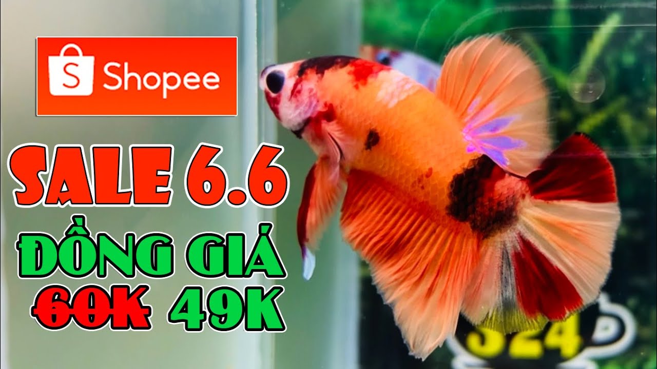 SALE 6.6 – 60K Giảm Giá Còn 49K – Tổng Hợp Các Mẫu Cá Cực Đẹp (321-340) 6/6 – 2022